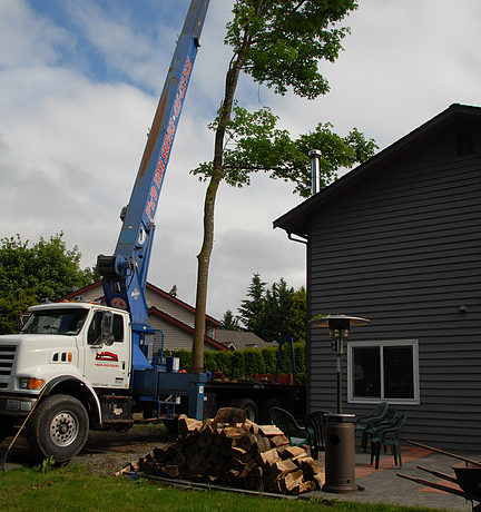 Crane close quarter tree removals