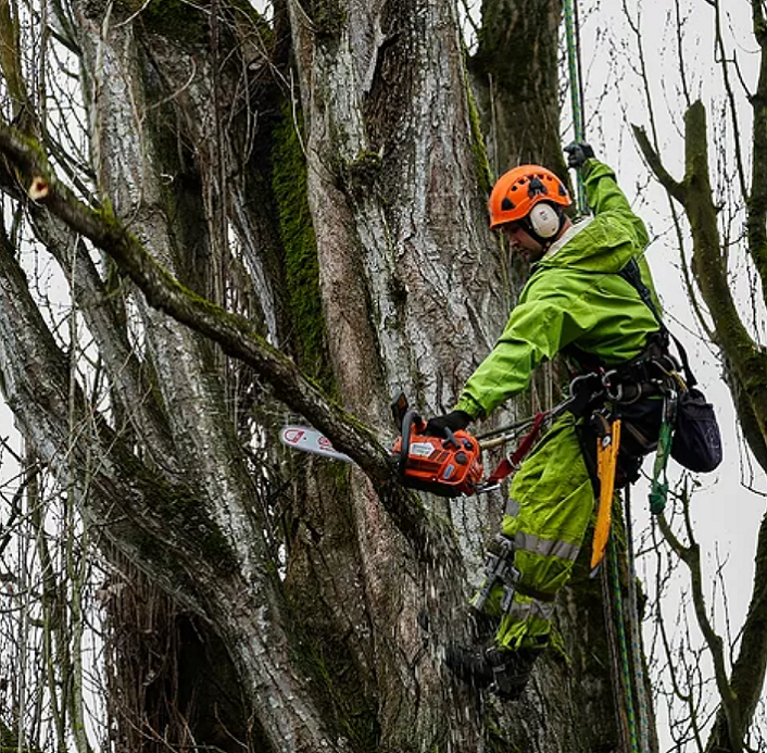 Cutting Tree Branch