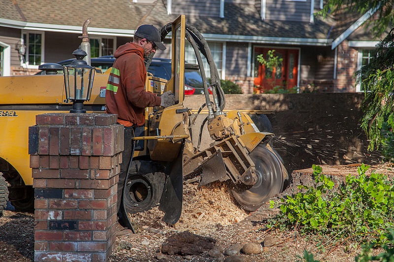 Grinding a Stump - Ryan is working on grinding down a large Douglas Fir tree stump. If you have a old tree stump that you would like removed contact us today.