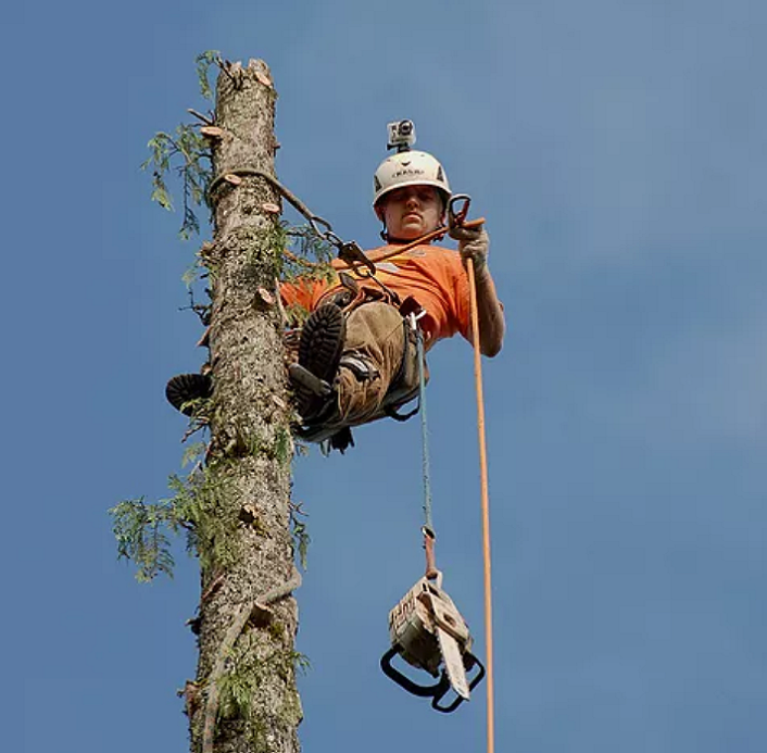 Jr Topping Tree -  President Chris Powell Jr skirted the tree limbs to the top. Now getting ready to rig the climbing rope for rappelling down.