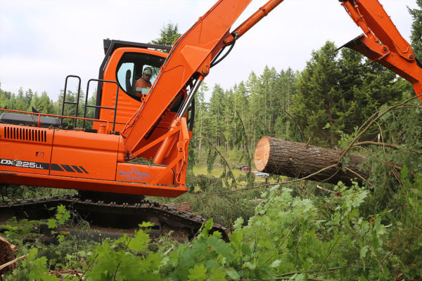 land-clearing