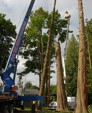 P'n'D Crane - Crane close quarter tree removals
