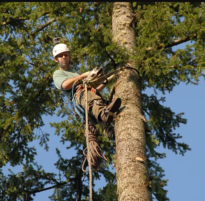 Trimming Branches - We will climb your trees to trim your branches. View clearing and thinning is a common request for our customers.