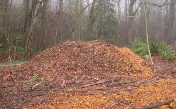 Wood chip mulch: Landscape boon or bane?