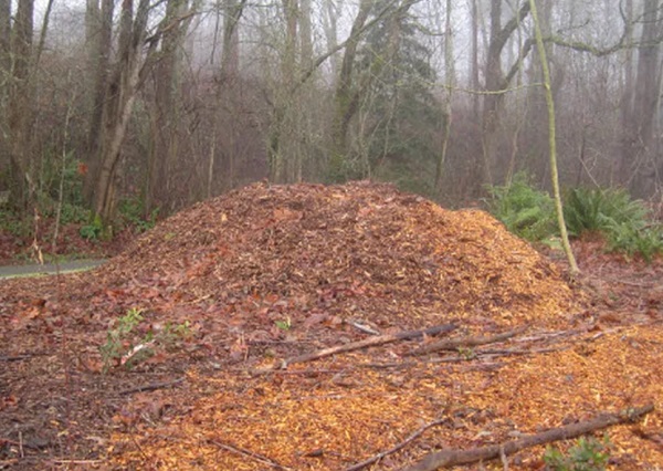 Wood chip mulch: Landscape boon or bane?