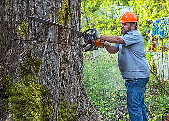 Tree-Service-Company-Dryden-WA