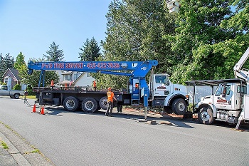 Tree-Service-Easton-WA