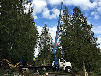 Tree-Removal-Edgemont-WA