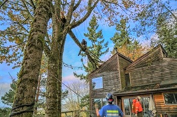 4 Simple Tips on How To Tell If a Tree is Dead in Your Yard