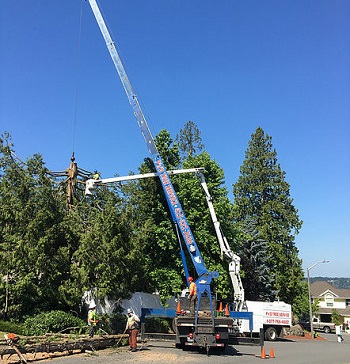 Tree-Removal-Crane-Maple-Valley-WA