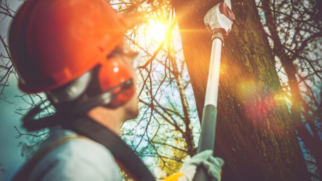 The Truth About Tree Removal: Why You Don't Need a Certified Arborist to Remove or Trim Your Tree