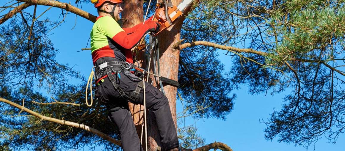 5 Facts to Know Before Hiring a Local Arborist
