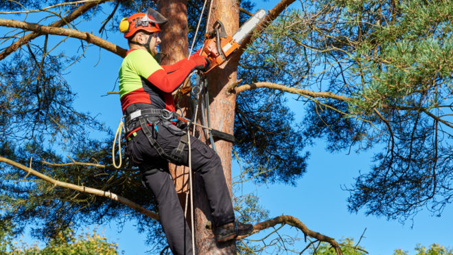 5 Facts to Know Before Hiring a Local Arborist