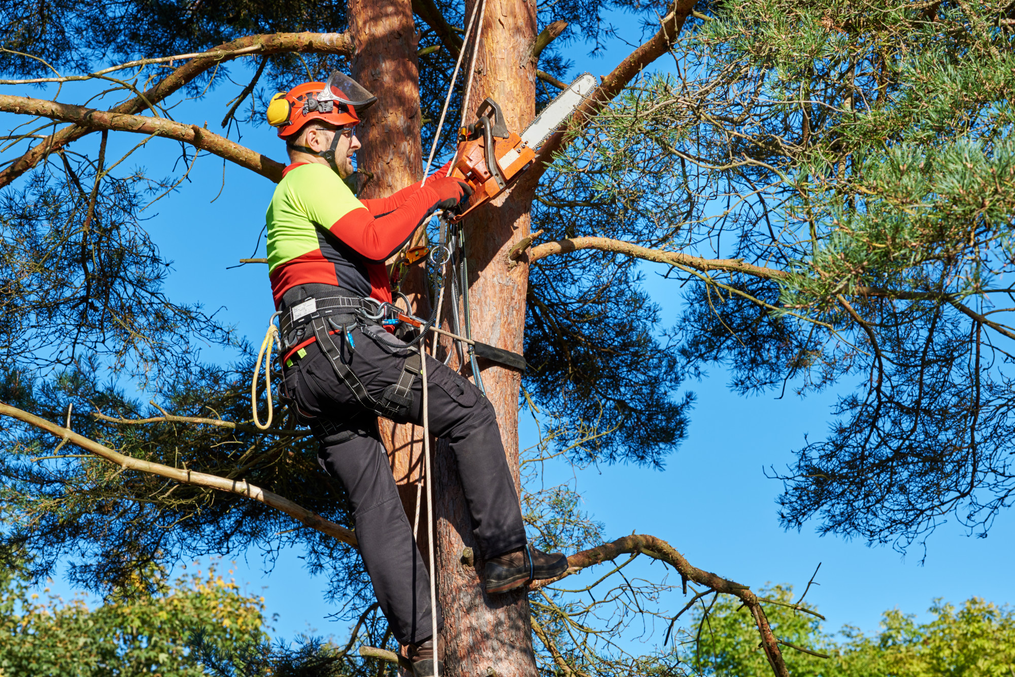 Stump Grinding Brisbane Northside