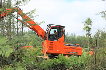 Tree Removal-Crane-Sammamish-WA