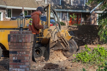 Tree-Stump-Removal-Port-Orchard-WA