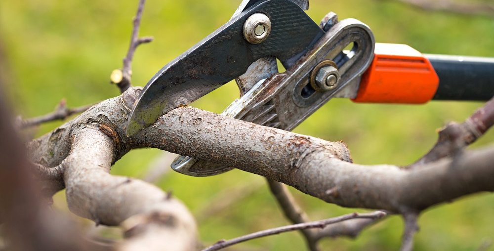 Have You Over Pruned Your Trees? Here's How You Can Tell