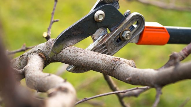 Have You Over Pruned Your Trees? Here's How You Can Tell