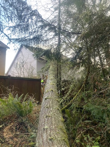 Emergency-Tree-Removal-Service-Ronald-WA