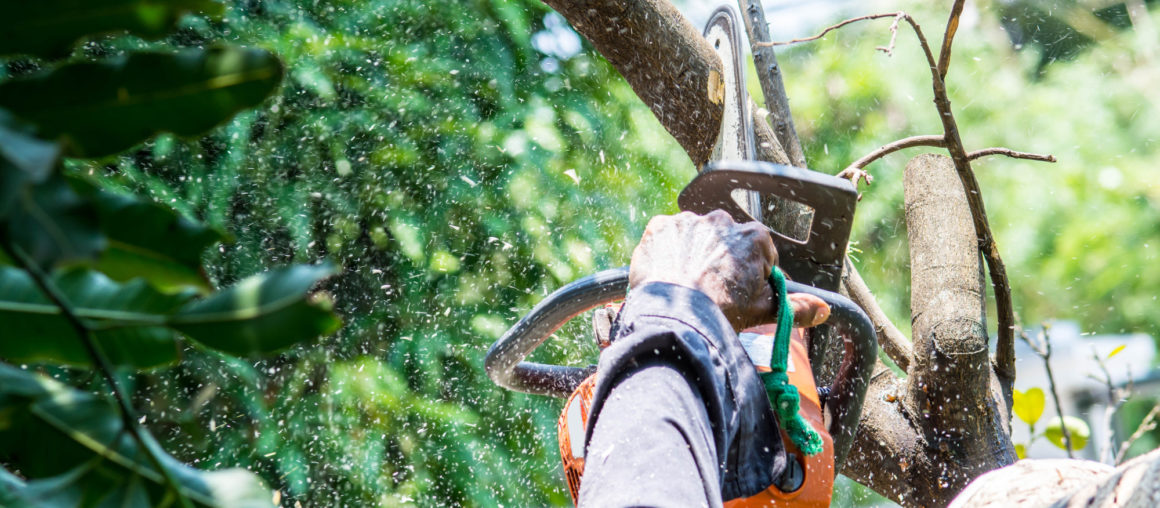 7 Key Questions to Ask Before Hiring a Tree Removal Company