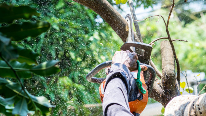 7 Key Questions to Ask Before Hiring a Tree Removal Company