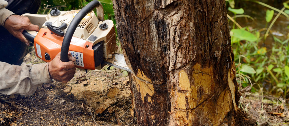 The Dangers and Liabilities of "Cheap Tree Removal"