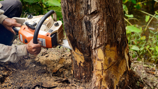 The Dangers and Liabilities of "Cheap Tree Removal"