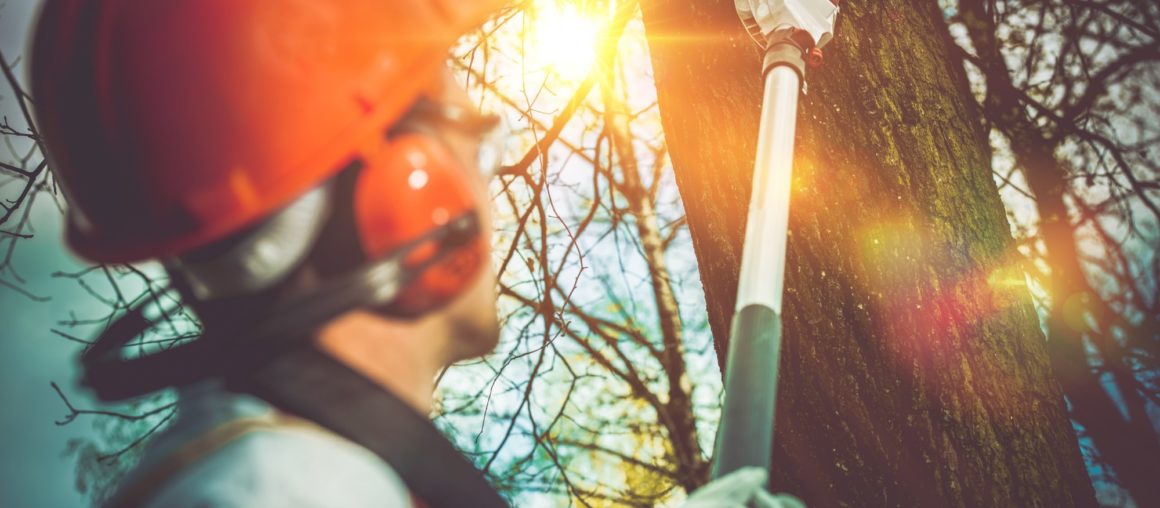 How Much Do Tree Removal Services Cost?
