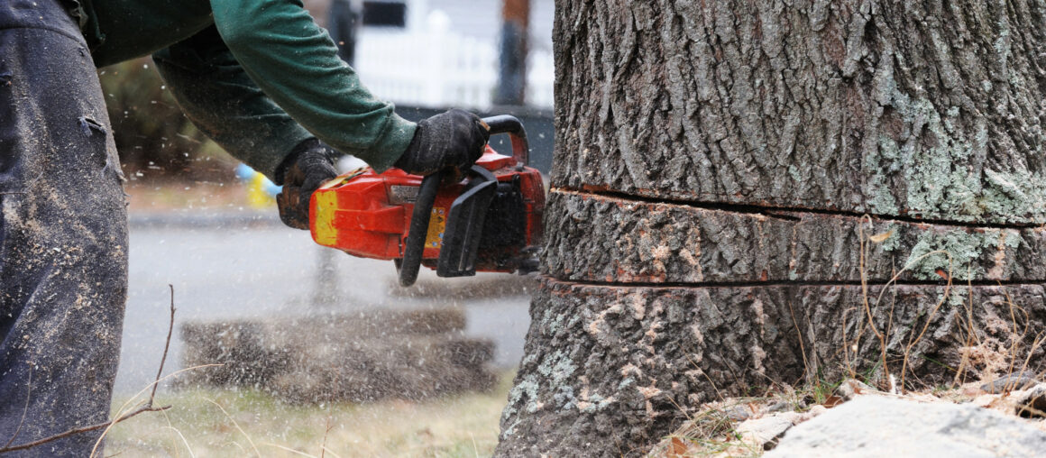 How to Remove a Tree Stump Quickly and Easily