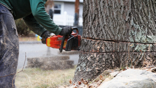 How to Remove a Tree Stump Quickly and Easily
