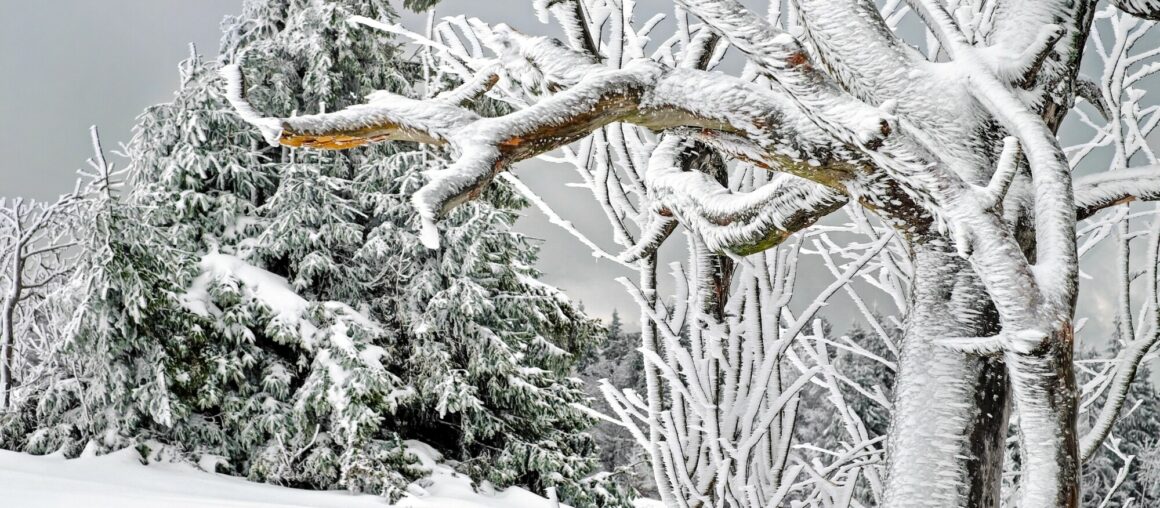 How to Handle Ice Covered Trees