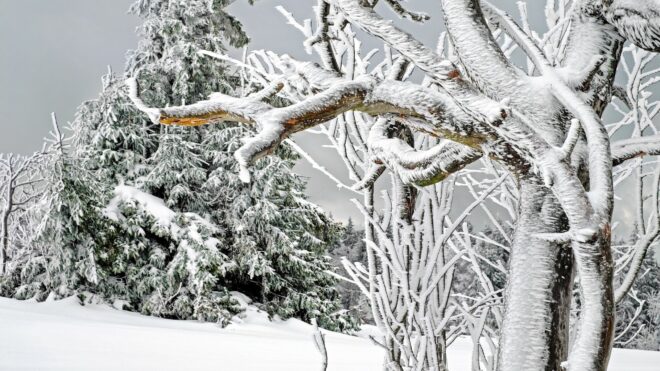 How to Handle Ice Covered Trees