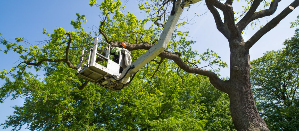 6 Signs You Need to Hire Tree Trimming Services