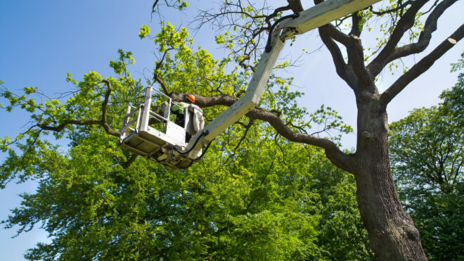 Tree Trimming contractors