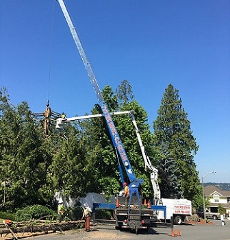 Crane-Tree-Removal-Newcastle-WA