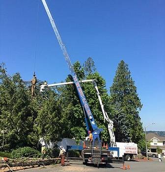 Crane-Tree-Removal-Fife-WA