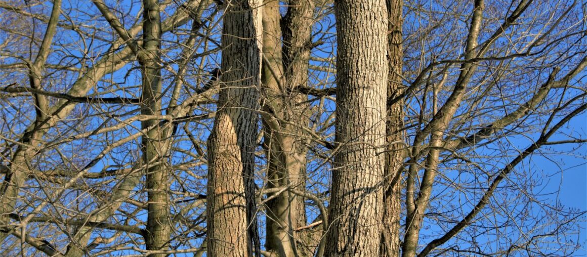 The Telltale Signs of a Dangerous Tree (and What to Do About It!)