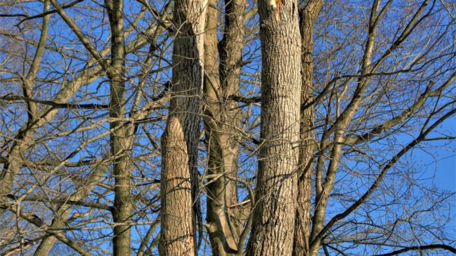 The Telltale Signs of a Dangerous Tree (and What to Do About It!)