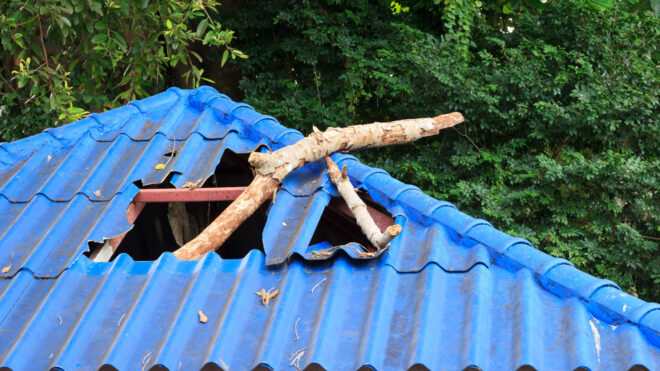 Why Do Trees Fall Suddenly? A Beginner's Guide To Tree-Related Emergencies