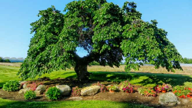 What Is Dutch Elm Disease?