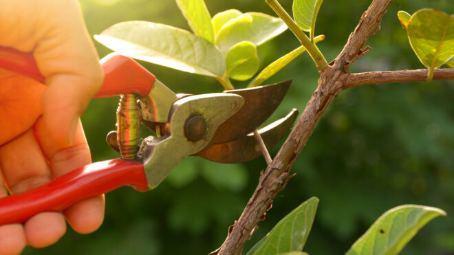 When Is the Best Time to Prune Your Trees