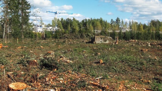 Land Clearing 101: How Do I Clear My Own Land?