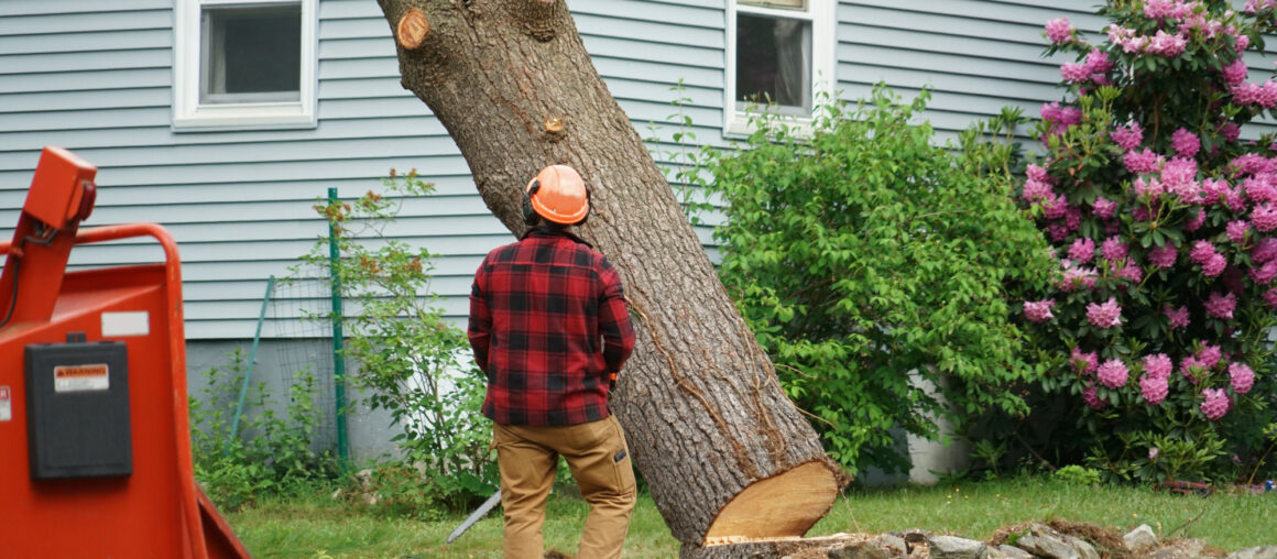 The Benefits of Crane Tree Removal for Homeowners