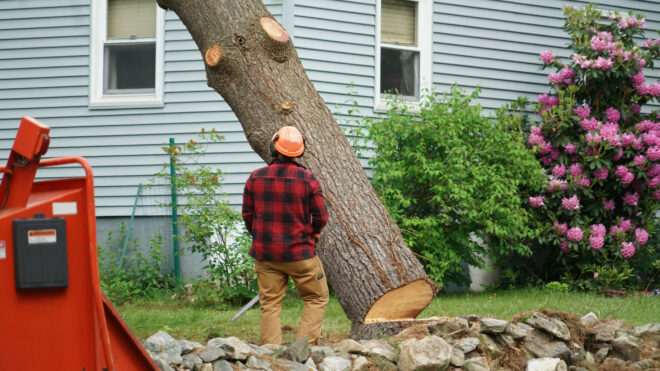 The Benefits of Crane Tree Removal for Homeowners