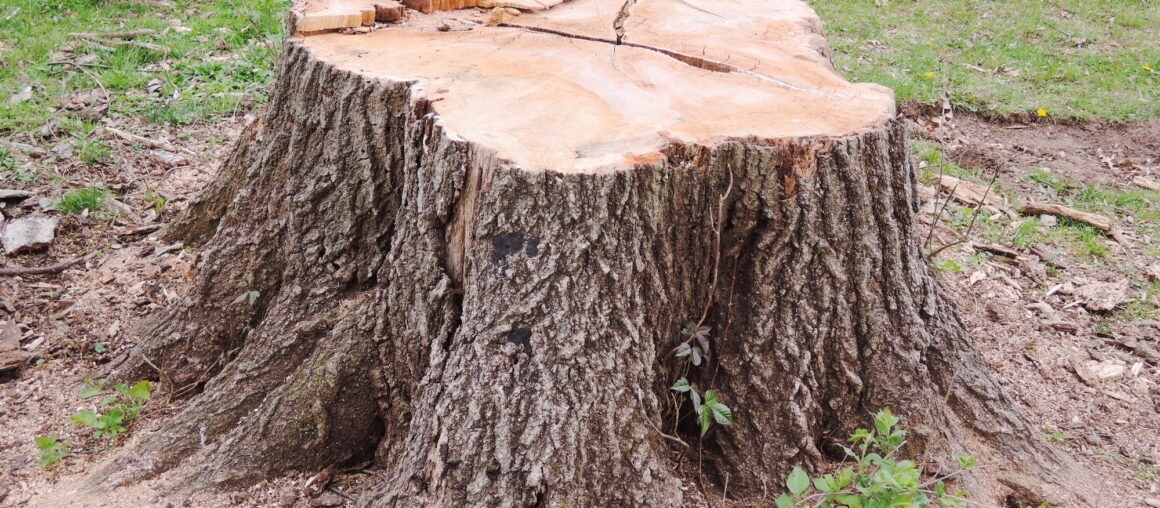Is Tree Stump Grinding Necessary?