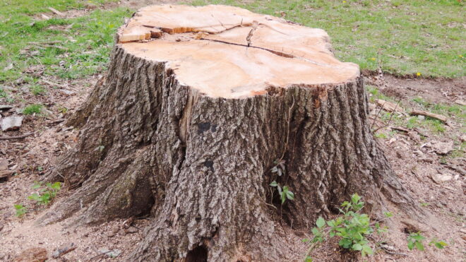 Is Tree Stump Grinding Necessary?