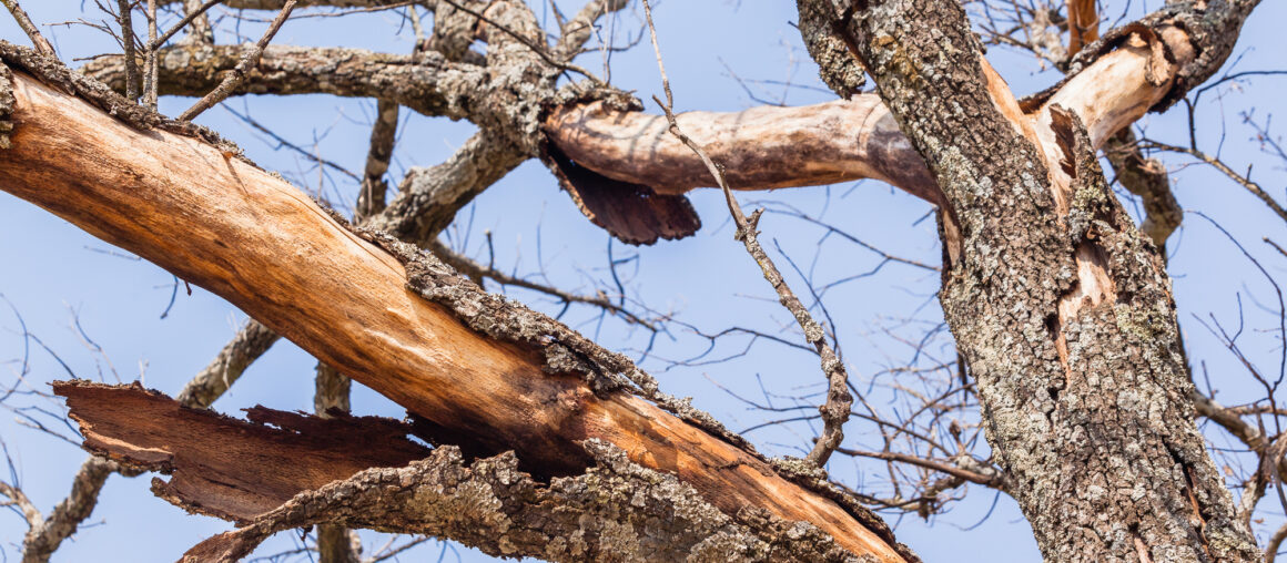 Why DIY Tree Removal Is a Bad Idea
