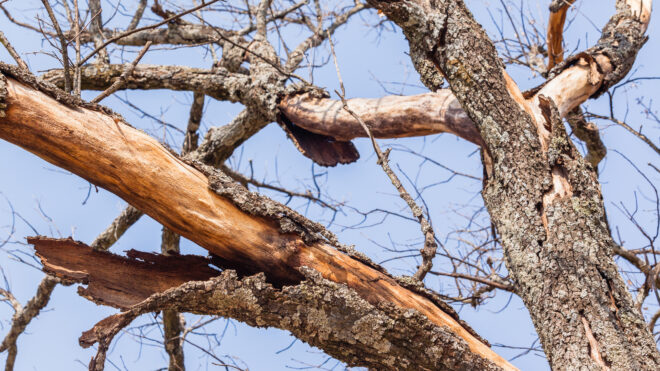 Why DIY Tree Removal Is a Bad Idea
