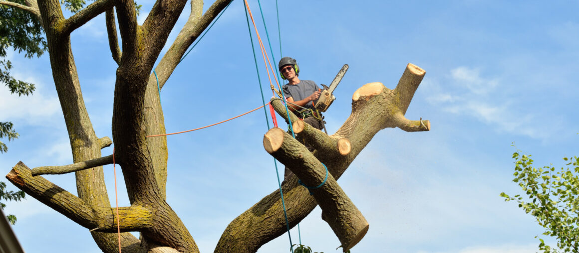 Top 5 Factors to Consider When Choosing Tree Removal Services