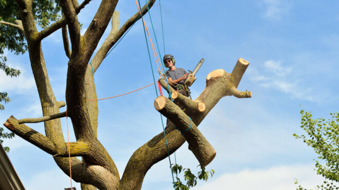 Top 5 Factors to Consider When Choosing Tree Removal Services